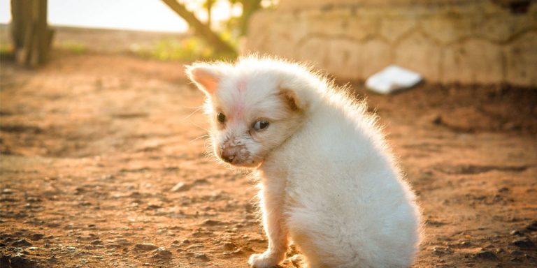 Por Qu San Ant n Es El Patr n De Los Animales por-qu-san-ant-n-es-el-patr-n-de-los-animales