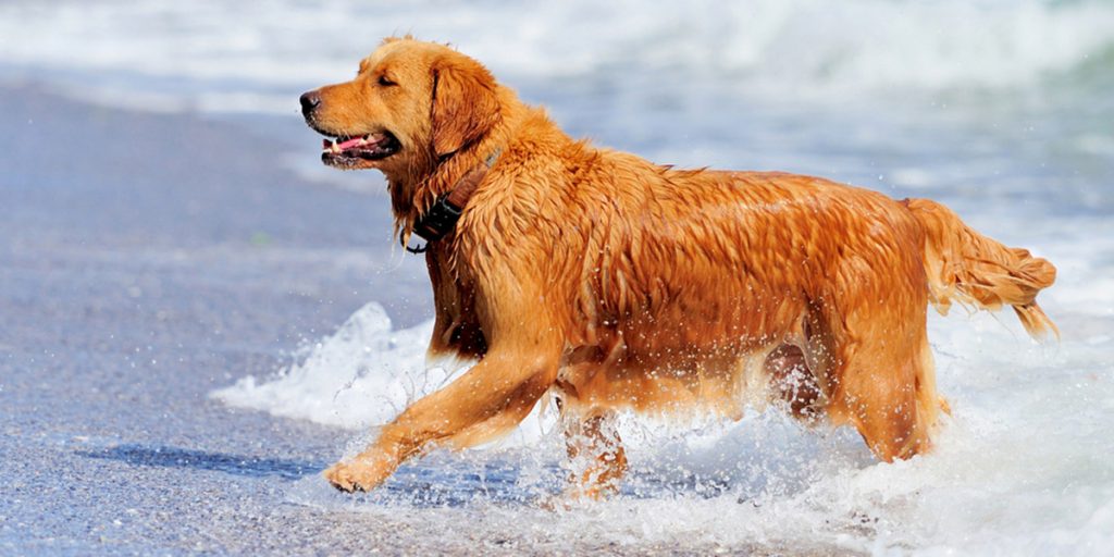 Cambio en el paradigma de la prevención frente a la leishmaniosis