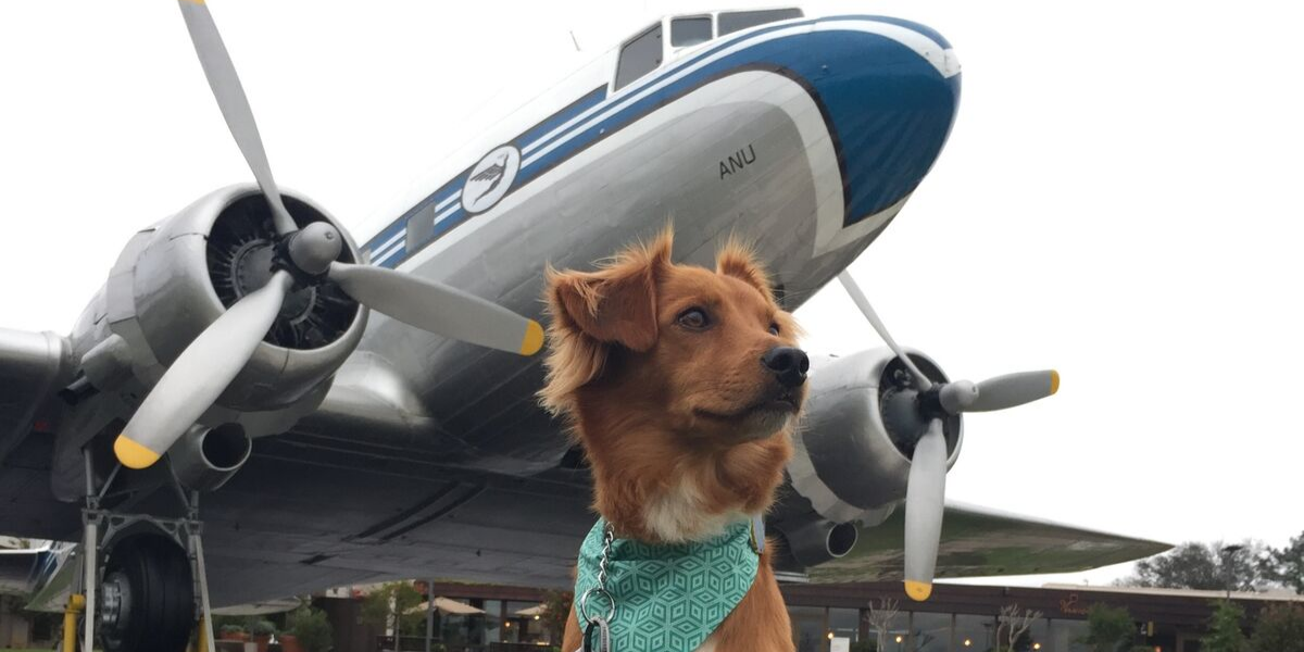 Consejos para viajar con tu perro en avión