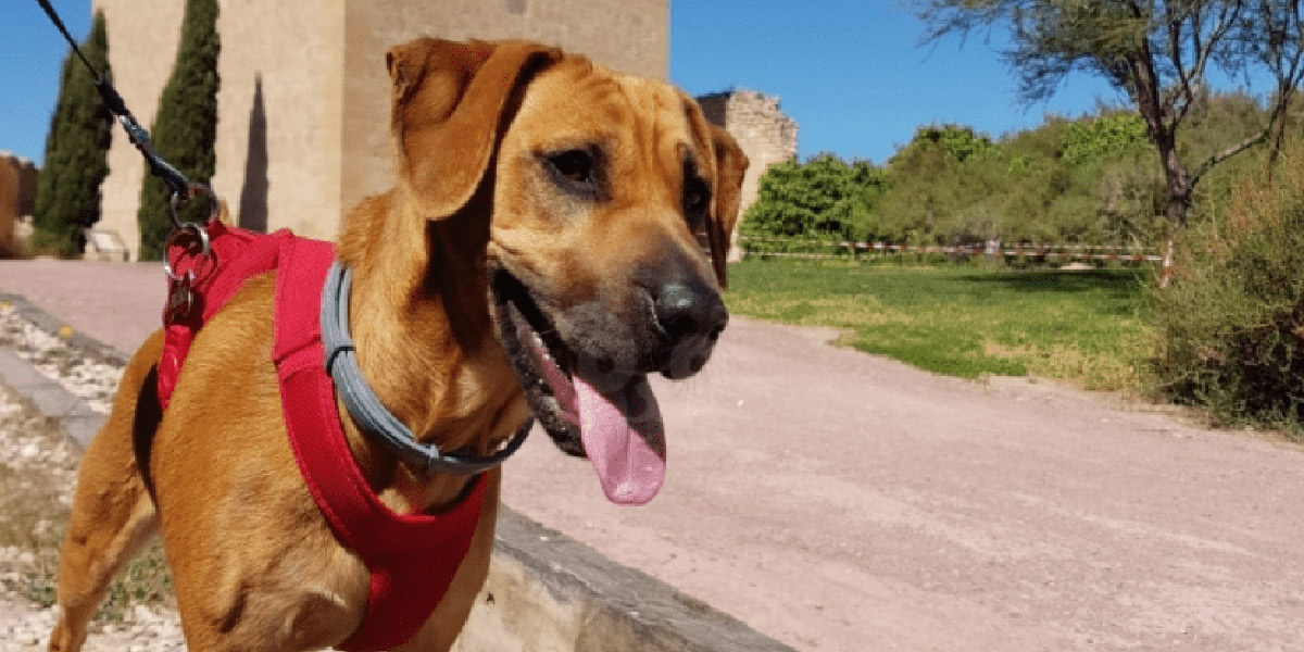 Descubre con tu perro el Castillo de Lorca y sus alrededores