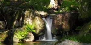 Ruta por los Bosques Mágicos del Valle del Iruelas. Foto: Diputación de Ávila