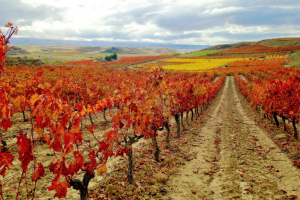 Bohedal Bodega Boutique