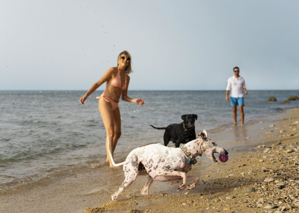 5 cuidados para tu mascota en primavera y verano