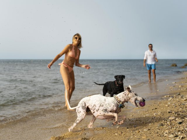 5 cuidados para tu mascota en primavera y verano