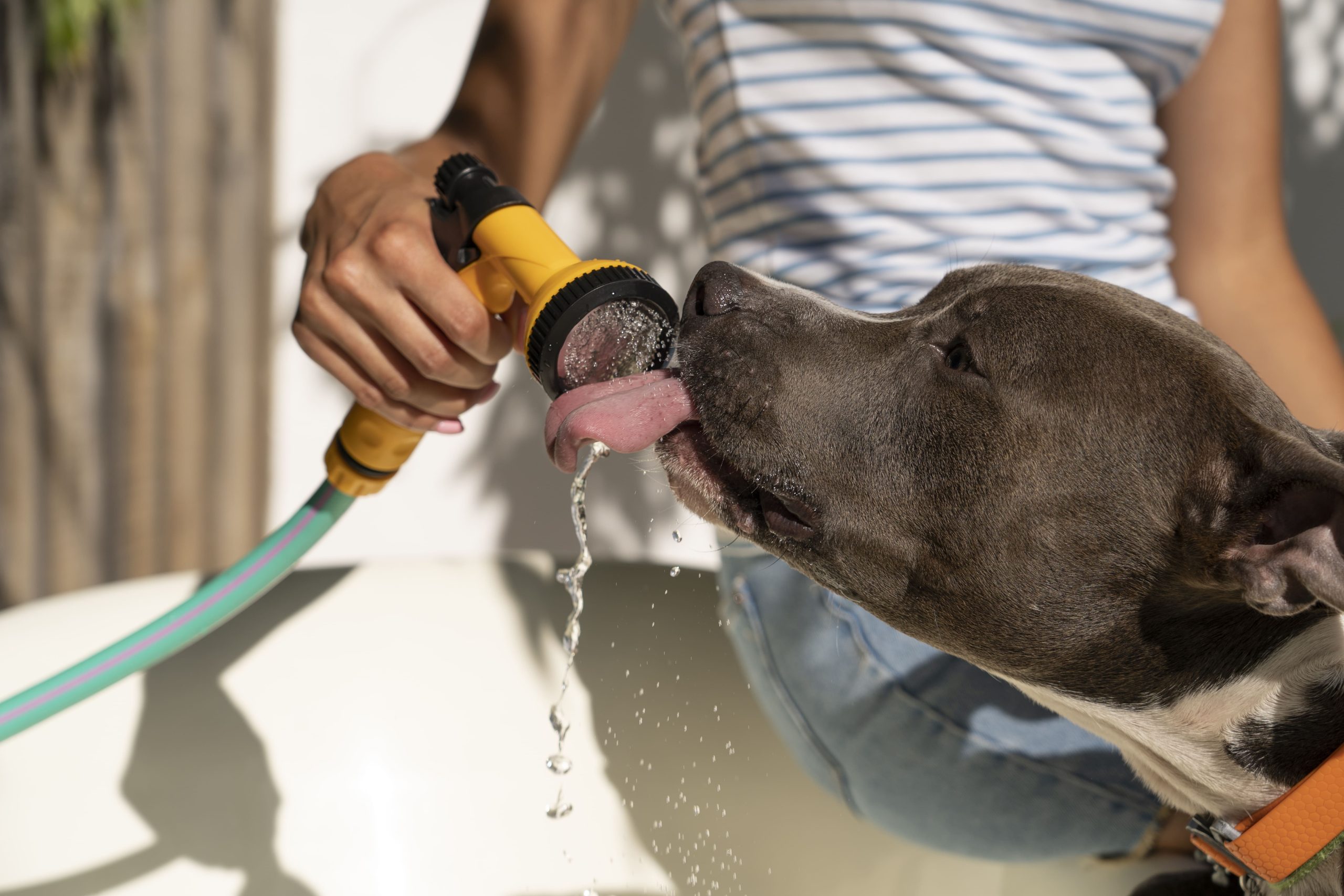 Perro descansando en la sombra durante un día de verano para protegerse del calor