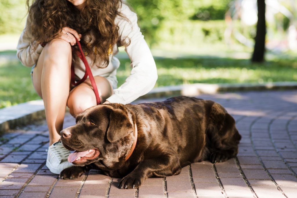 Cómo proteger a tu mascota del calor este verano