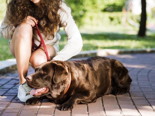 Cómo proteger a tu mascota del calor este verano