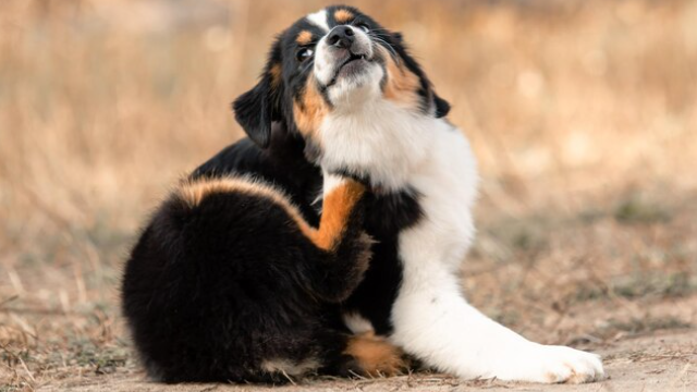 Alergias en mascotas: picor, causas y cómo calmarlas en el día a día