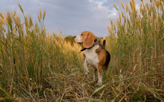Espigas en perros: síntomas y qué hacer