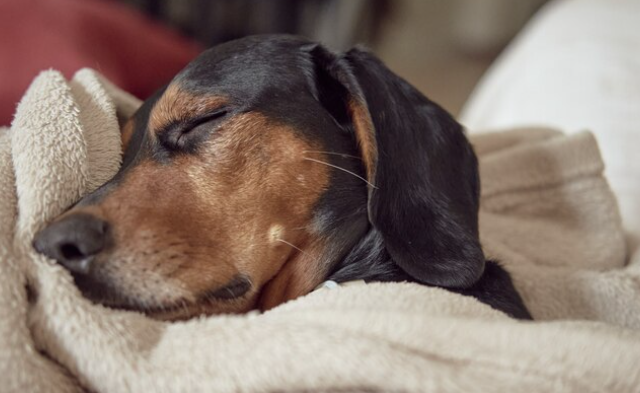 ¿Sabías qué, tu mascota está viviendo una aventura mientras duerme?