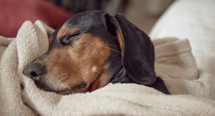 ¿Sabías qué, tu mascota está viviendo una aventura mientras duerme?