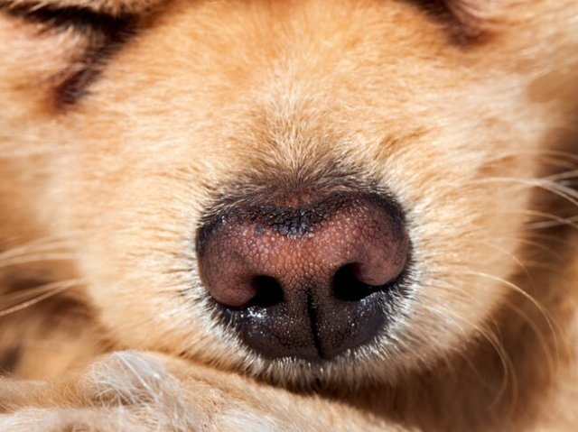 El DNI que tu mascota lleva en la cara