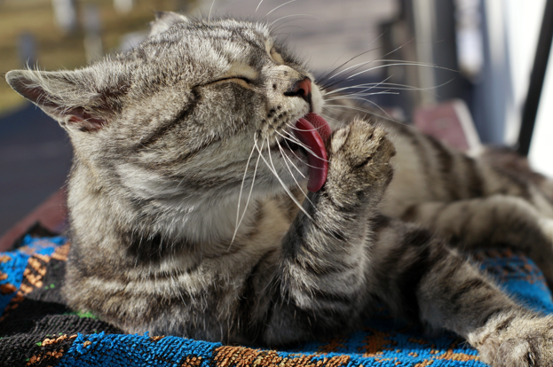 El idioma secreto de los gatos: 7 cosas que tu mascota hace y que tienen un significado oculto