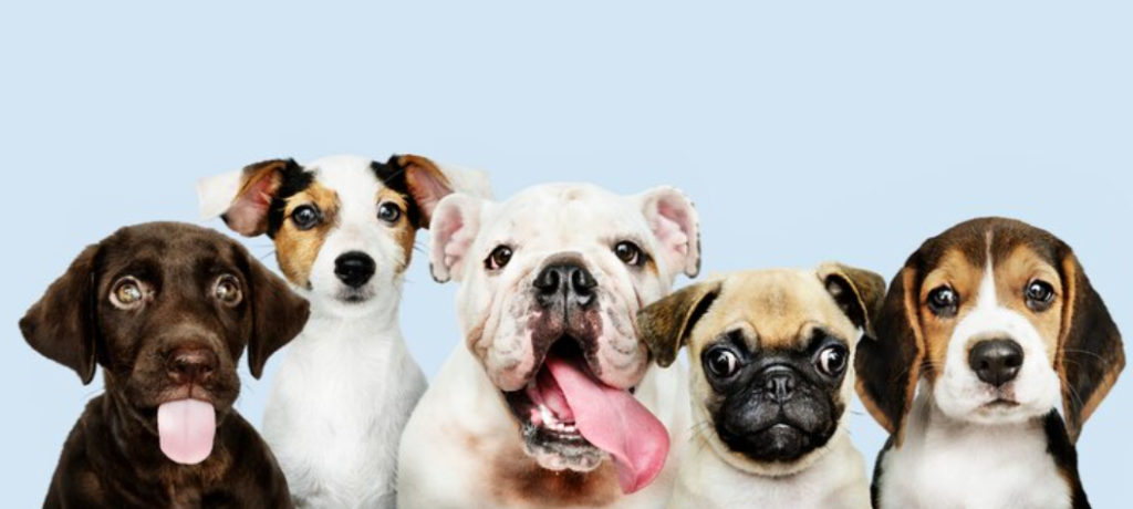 Mucho más que una mascota: por qué el Día Mundial del Perro merece celebrarse todos los días