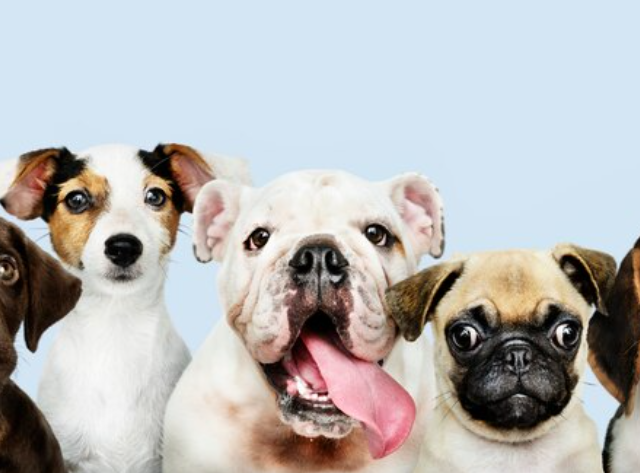 Mucho más que una mascota: por qué el Día Mundial del Perro merece celebrarse todos los días