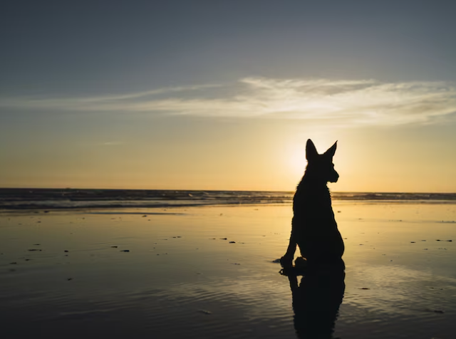 Eclipse solar y mascotas: cómo protegerlas y evitarles estrés el 12 de agosto