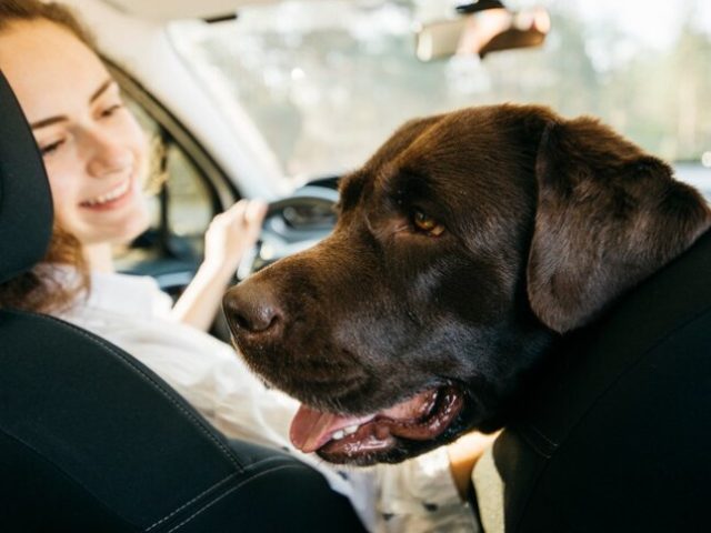 ¿Tu mascota se marea en el coche? Esto es lo que puedes hacer antes del próximo viaje