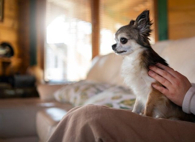 ¿Por qué tu mascota se pone nerviosa cuando llega al hotel? Cómo hacer que se sienta como en casa