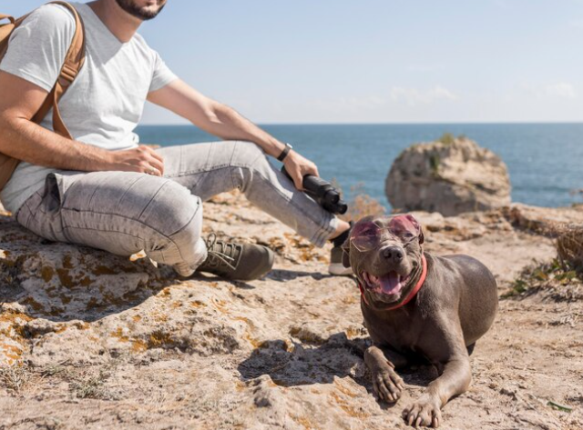 Tu mascota también necesita vacaciones: cómo saber si un viaje le está gustando