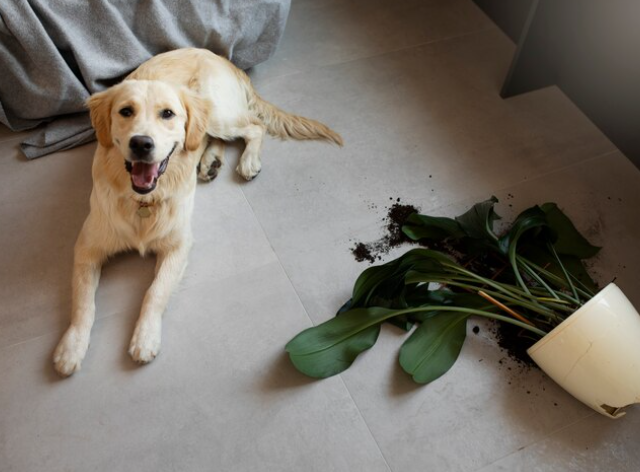 ¿Tu perro sabe encontrar el camino a casa? El increíble sentido de orientación de las mascotas