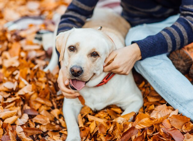 Alergias de otoño en perros: señales que no deberías ignorar