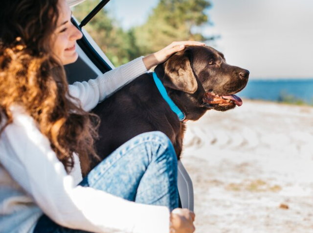 Tu perro también necesita un plan B: qué hacer cuando el tiempo arruina una escapada