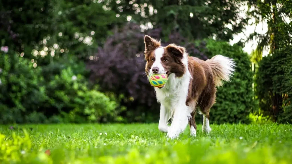 Enriquecimiento ambiental y paseos conscientes: el poder del olfato para mejorar la salud mental de tu mascota