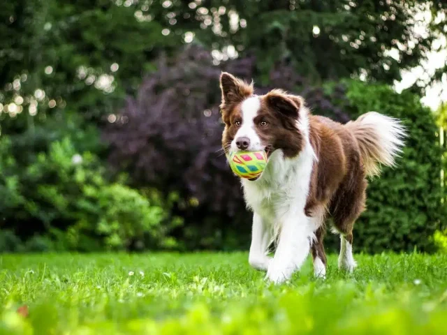 Enriquecimiento ambiental y paseos conscientes: el poder del olfato para mejorar la salud mental de tu mascota