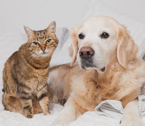 ¿Pueden nuestros perros y gatos vivir más años? La revolución de la longevidad y el biohacking para mascotas