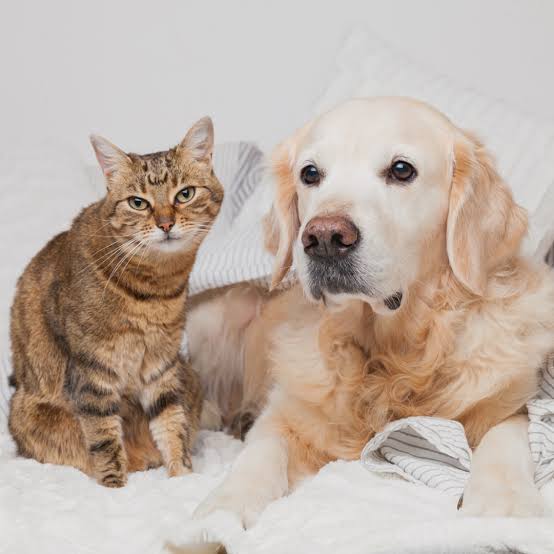 ¿Pueden nuestros perros y gatos vivir más años? La revolución de la longevidad y el biohacking para mascotas
