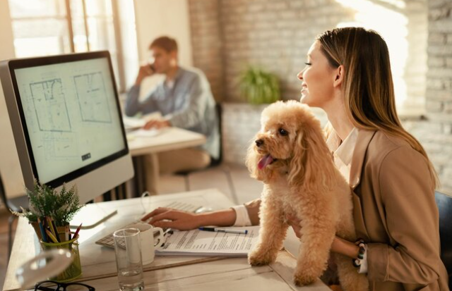 Oficinas pet friendly: ¿es cada vez más habitual llevar a tu perro al trabajo en España?
