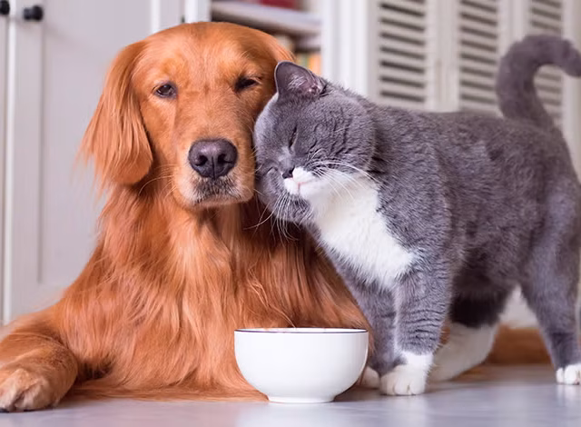 Ley de Bienestar Animal: estas son las actividades prohibidas para perros y gatos