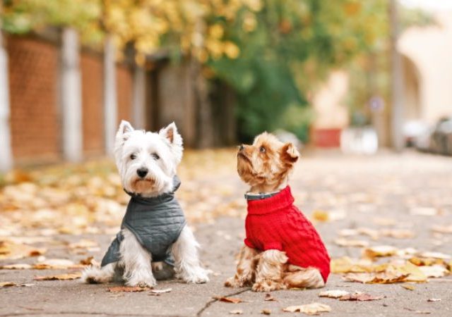 Guía de cuidados en otoño: 6 consejos para preparar a tu mascota para el frío